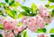 Фотообои на стену : Цветы Сакуры №133